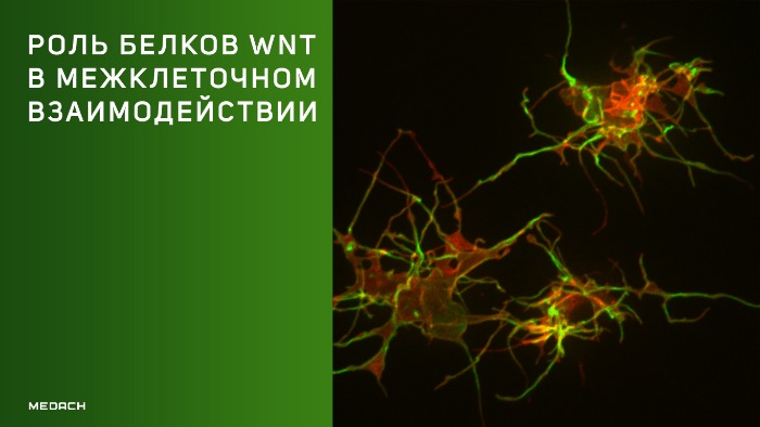 Новое исследование механизмов межклеточного взаимодействия