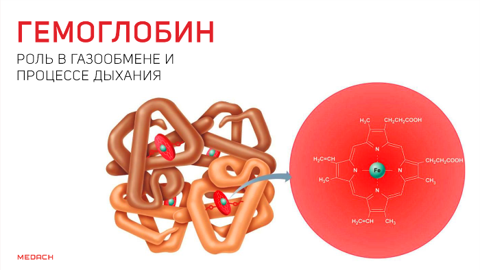 Гемоглобин: роль в газообмене и процессе дыхания