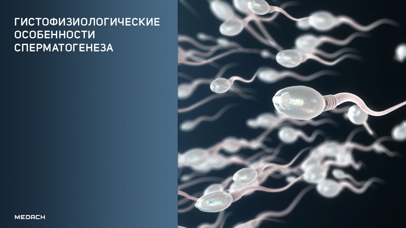 Гистофизиологические особенности сперматогенеза