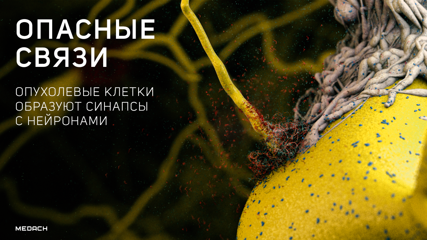 Опасные связи — опухолевые клетки образуют синапсы с нейронами