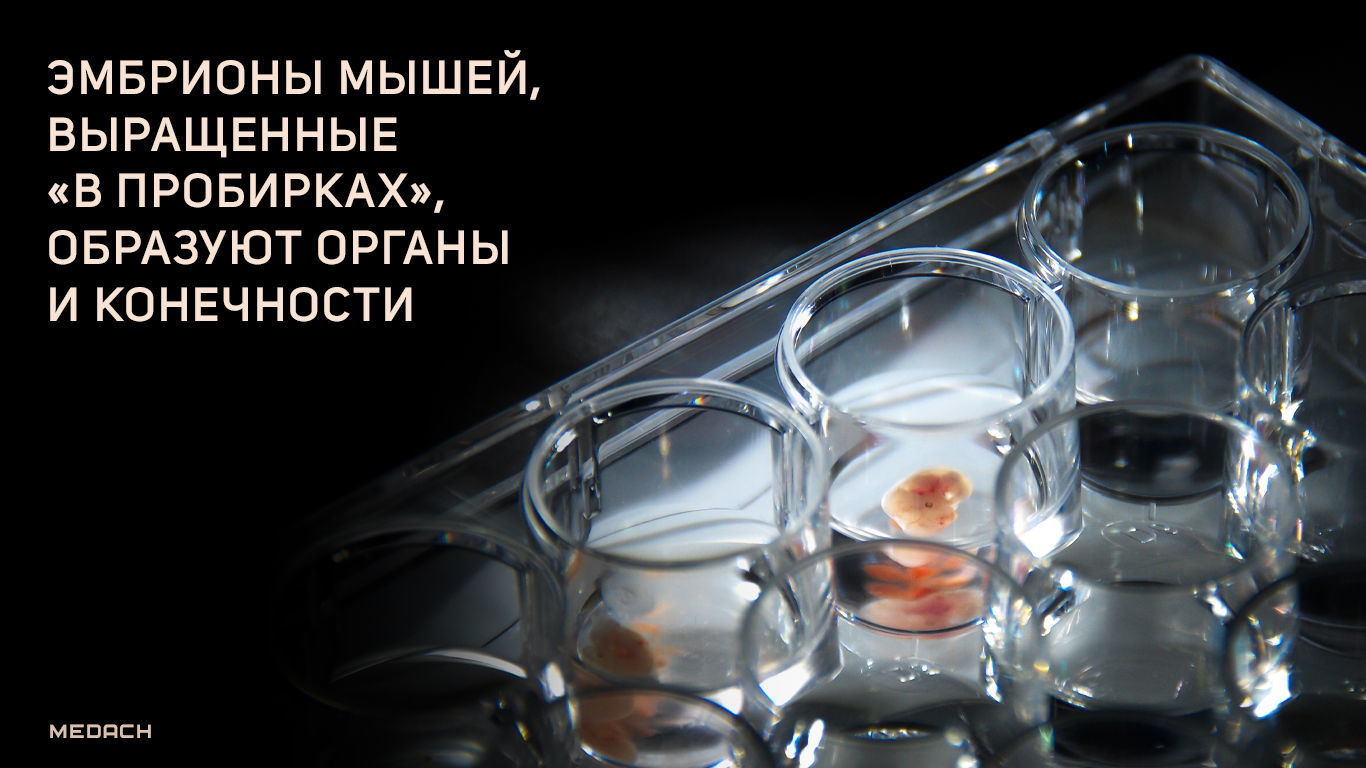 Эмбрионы мышей, выращенные «в пробирках», образуют органы и конечности