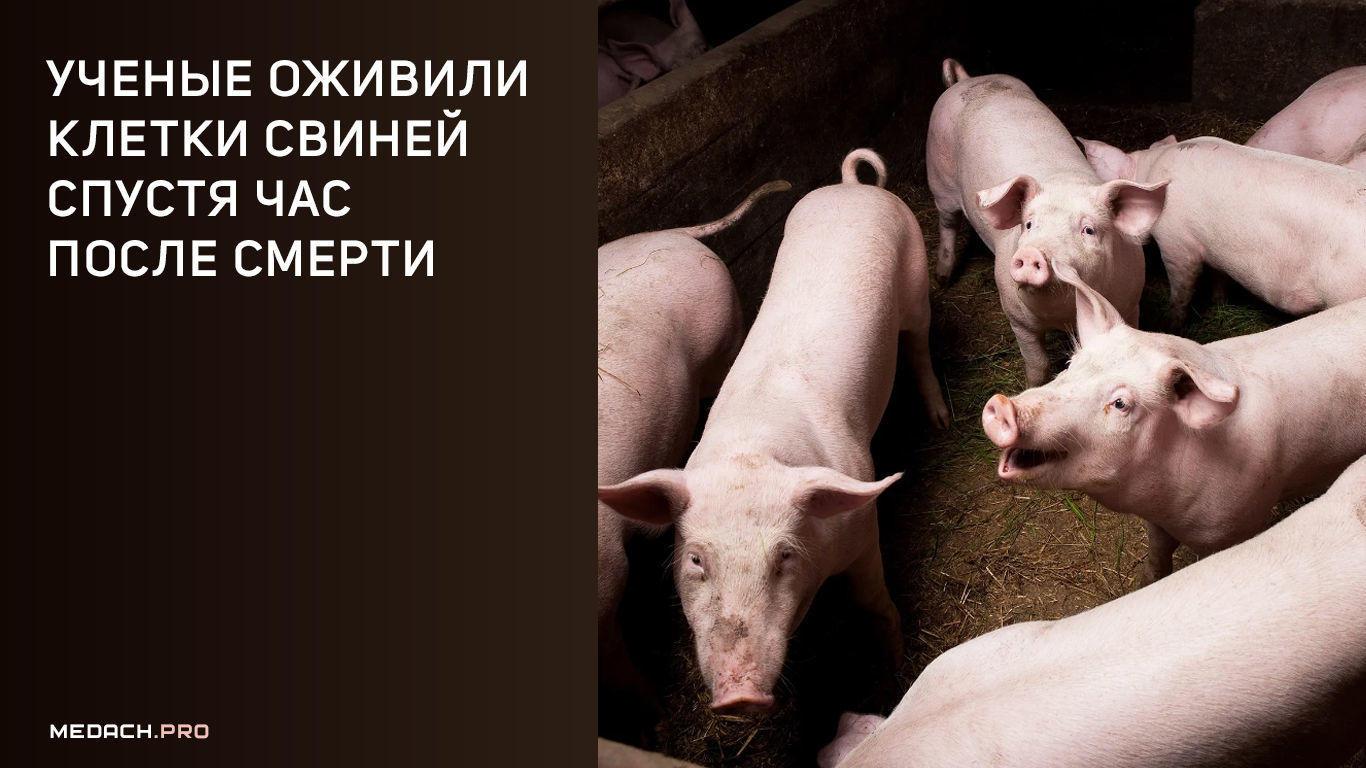 Ученые оживили клетки свиней спустя час после смерти