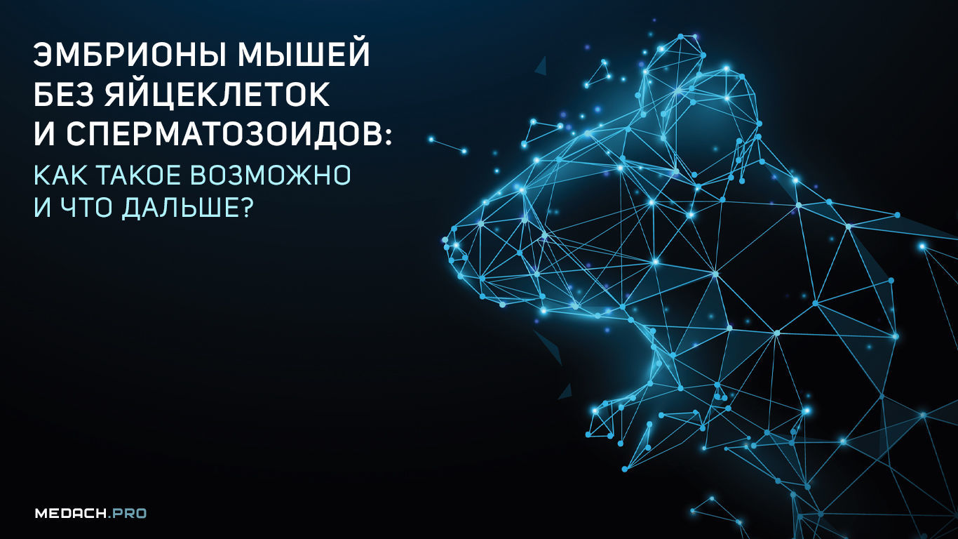 Эмбрионы мышей без яйцеклеток и сперматозоидов: как такое возможно и что дальше?