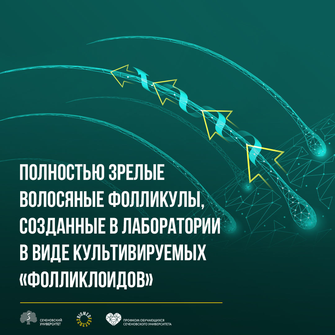 Полностью зрелые волосяные фолликулы, созданные в лаборатории в виде культивируемых «фолликлоидов»