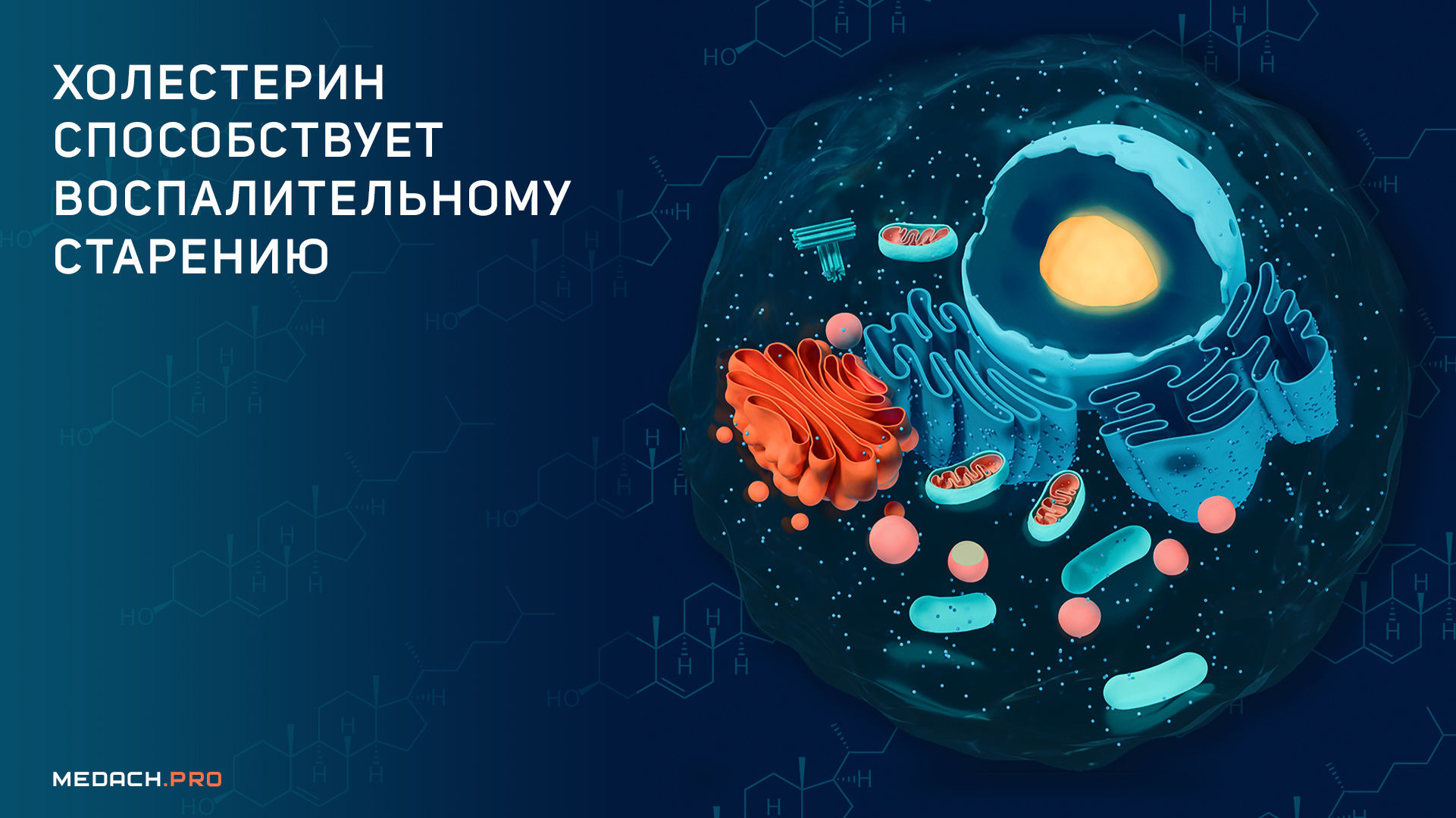 Холестерин способствует воспалительному старению