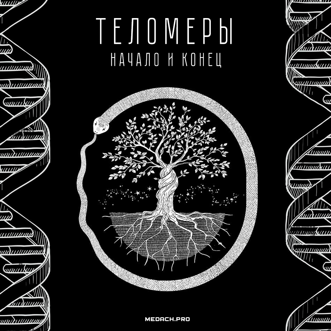 Теломеры: Начало и Конец