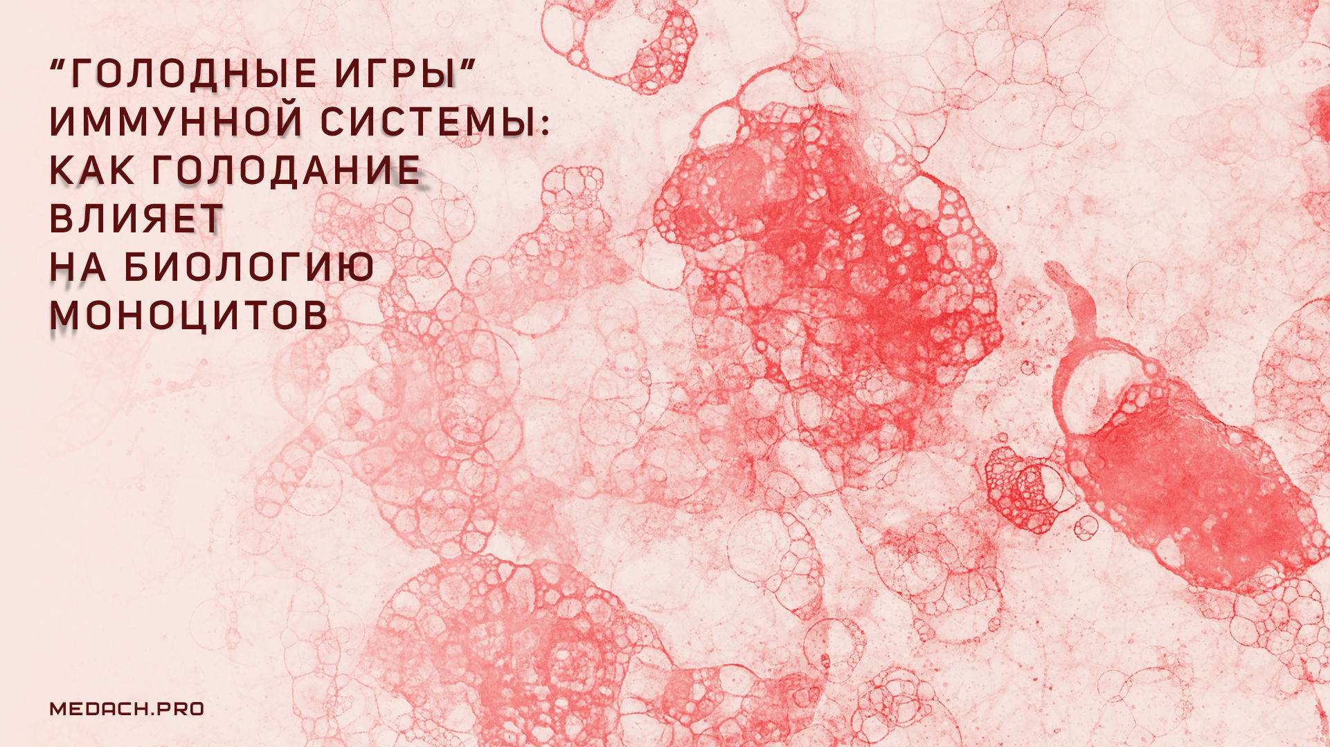 «Голодные игры» иммунной системы: как голодание влияет на биологию моноцитов