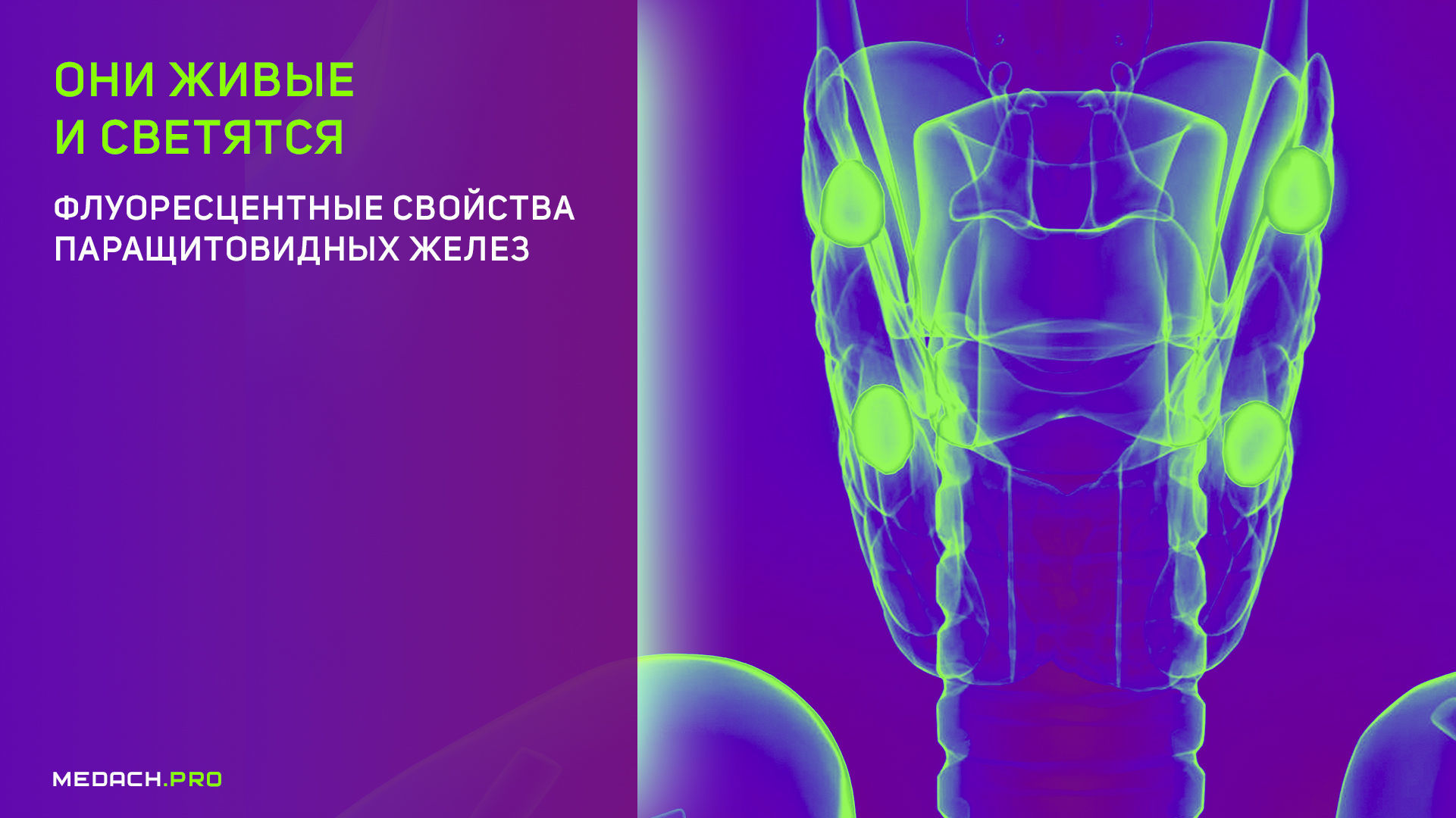 Они живые и светятся: флуоресцентные свойства паращитовидных желез
