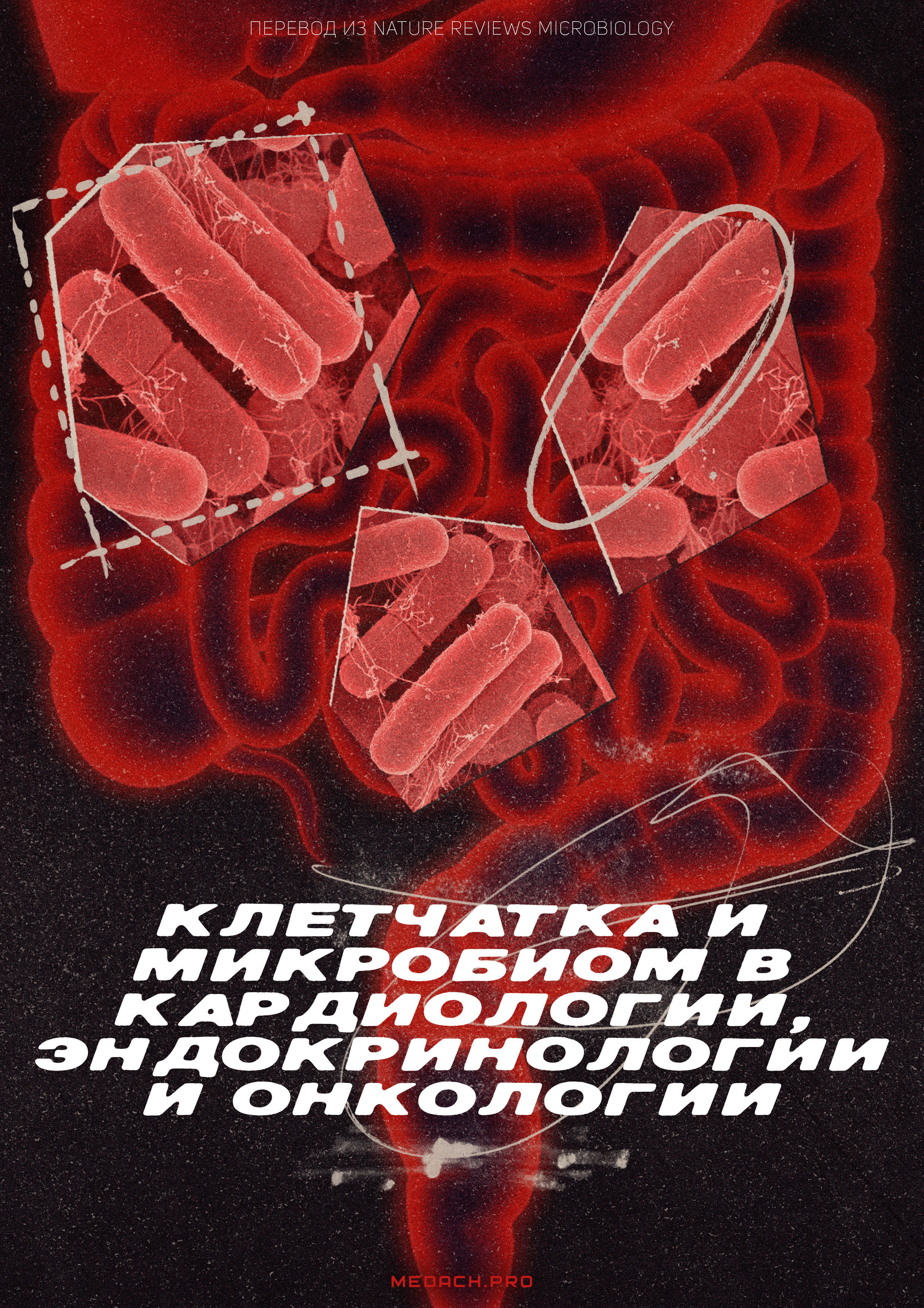 Влияние микробиома кишечника и пищевых волокон на развитие ожирения, кардиометаболических и онкологических заболеваний