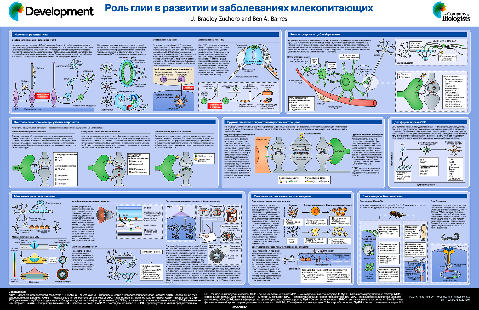 Роль глии в развитии и заболеваниях млекопитающих